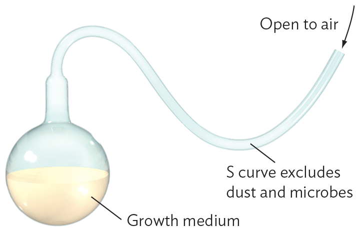 A labeled photo of Pasteur’s swan necked flask.