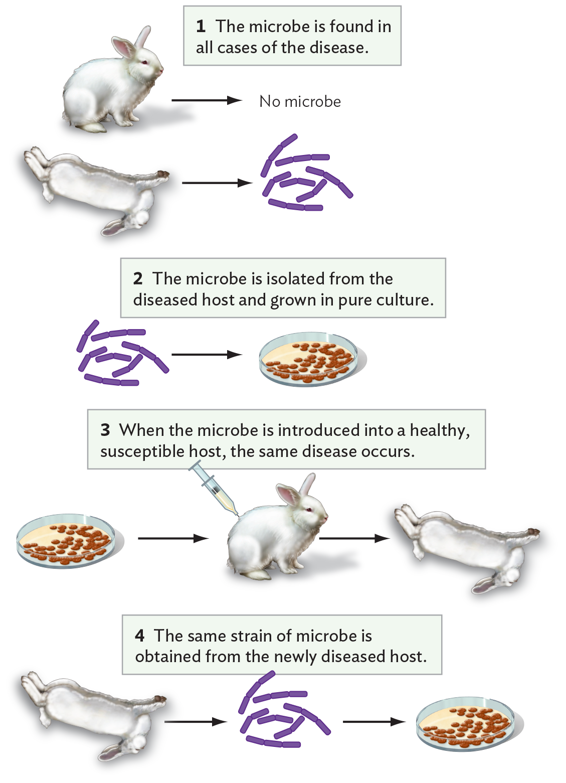 A diagram explaining Koch’s postulates.