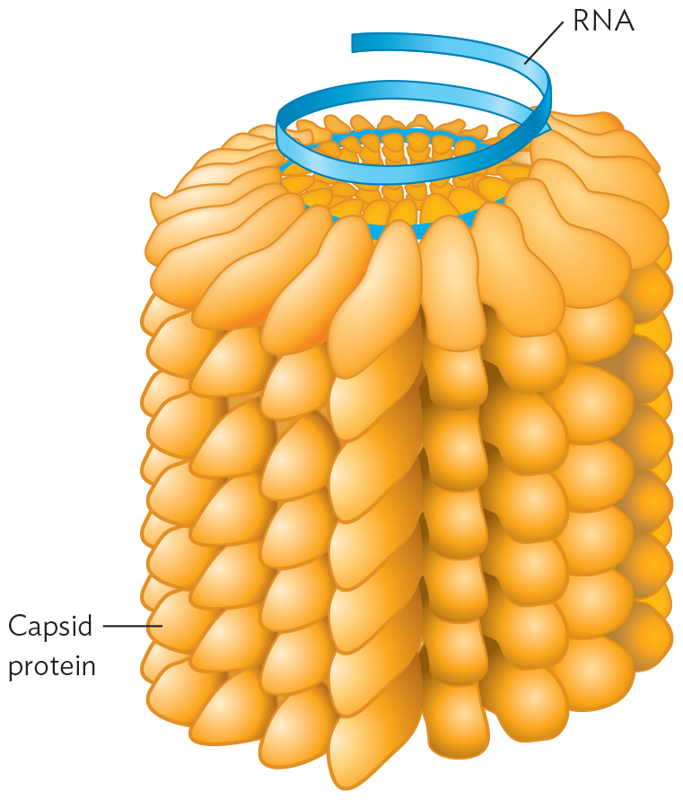A model of the tobacco mosaic virus R N A chromosome structure.