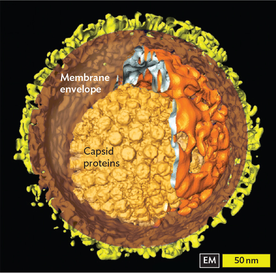 An electron micrograph of the herpes simplex virus type 1 structure.