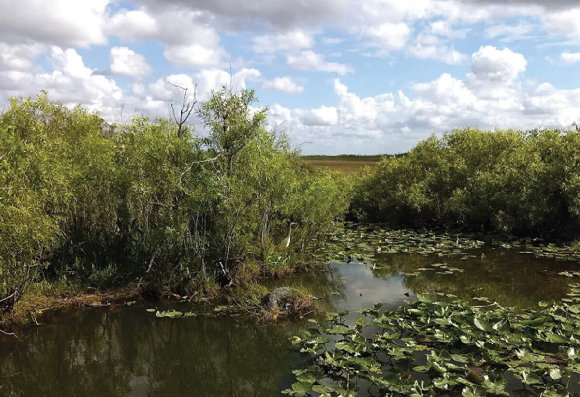 A photo of a wetland in the Everglades.