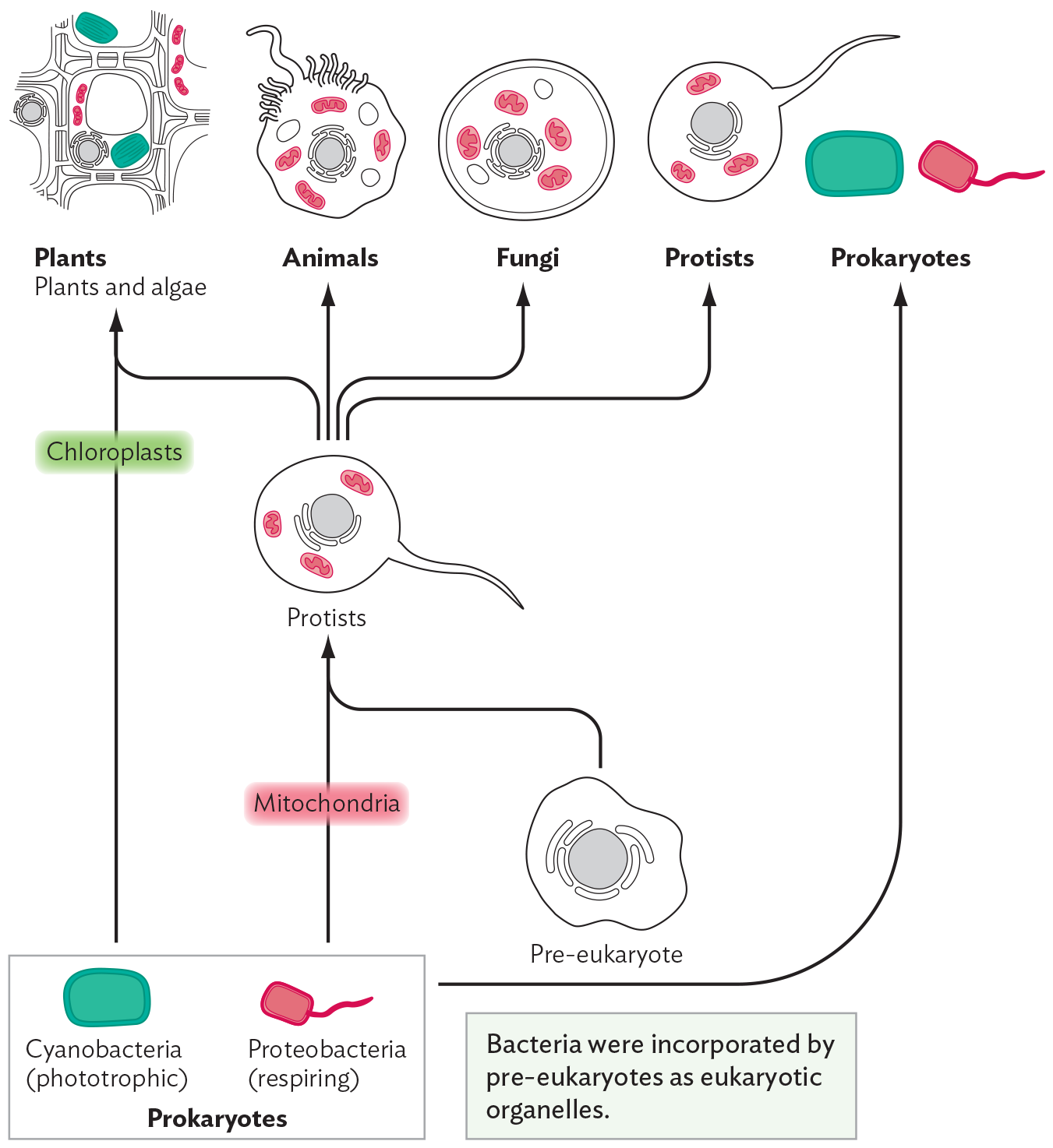 A flow chart demonstrating the five kingdom classification scheme, modified by endosymbiosis theory.