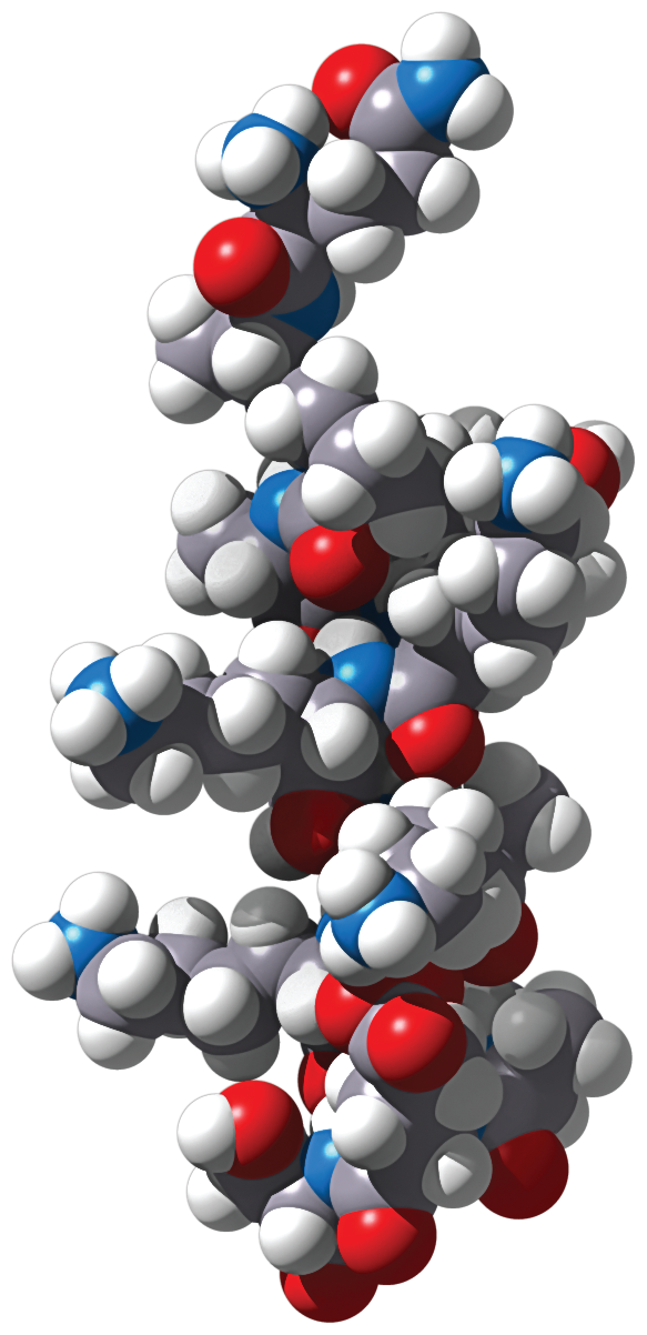 A space filling model of the alpha helix structure of a protein.