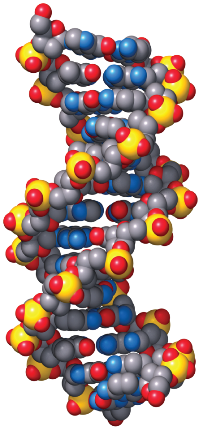 A space filling model of the helical structure of double stranded D N A.
