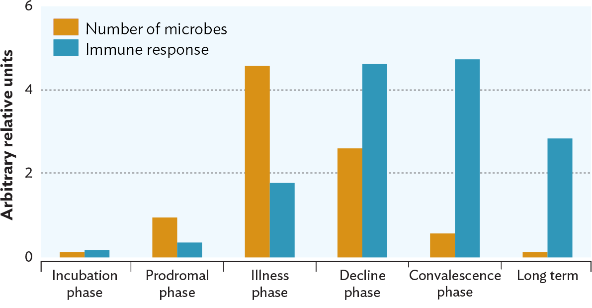 A bar chart of the relative number of microbes and intensity of the immune response at different phases of an infection.