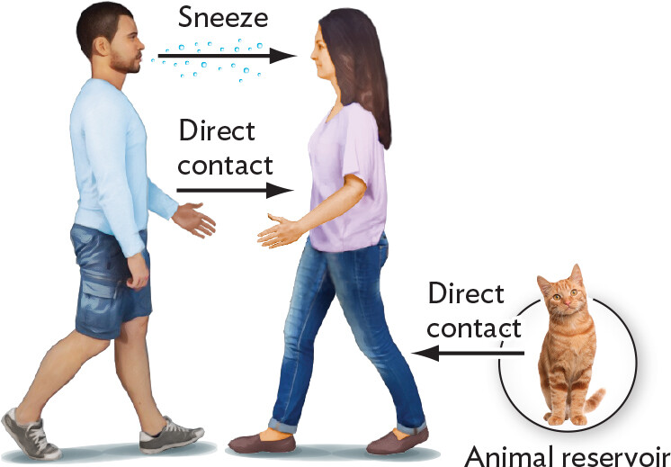 An illustration explaining direct horizontal transmission.