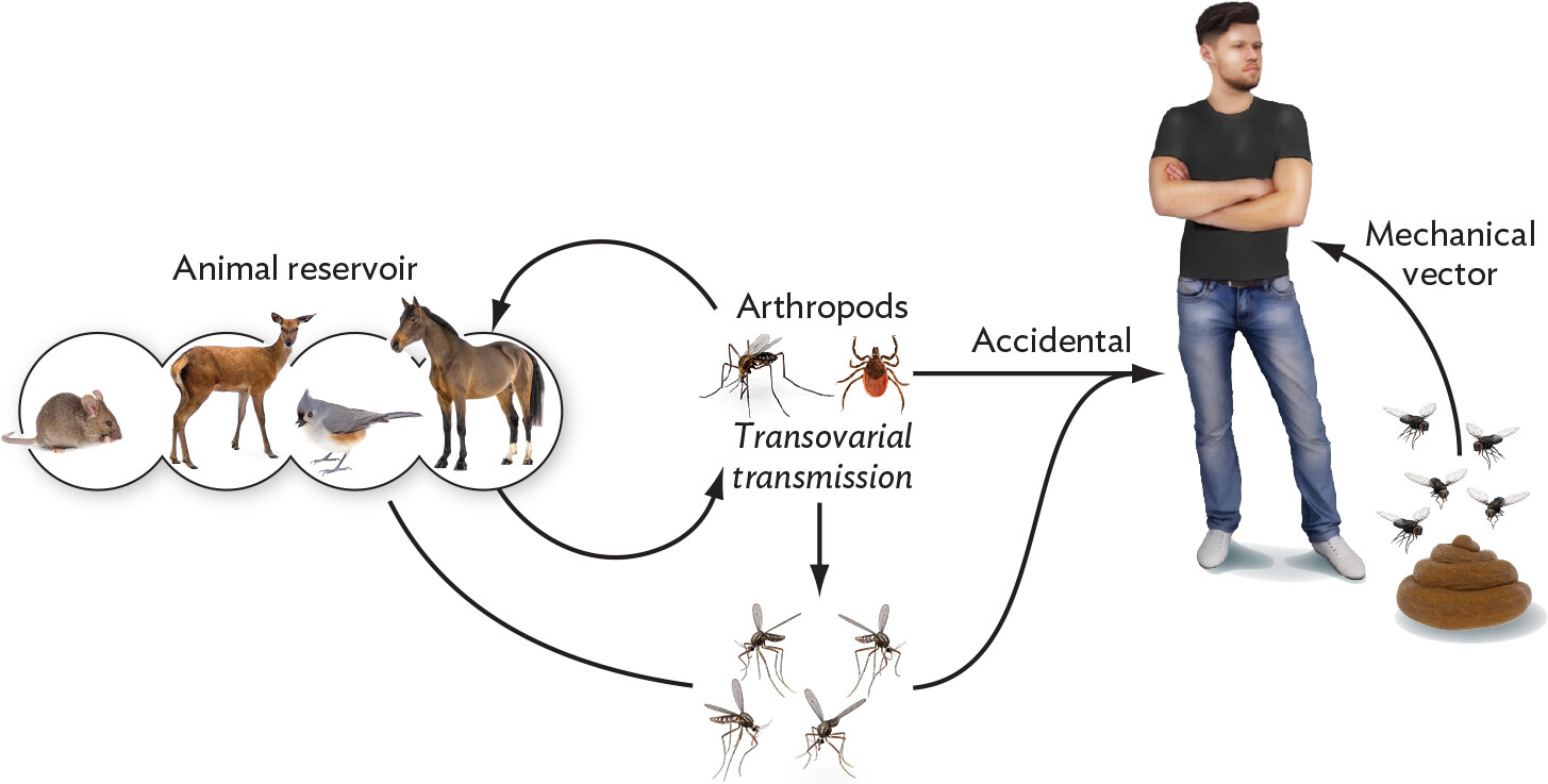 An illustration explaining accidental transmission from arthropod vectors.