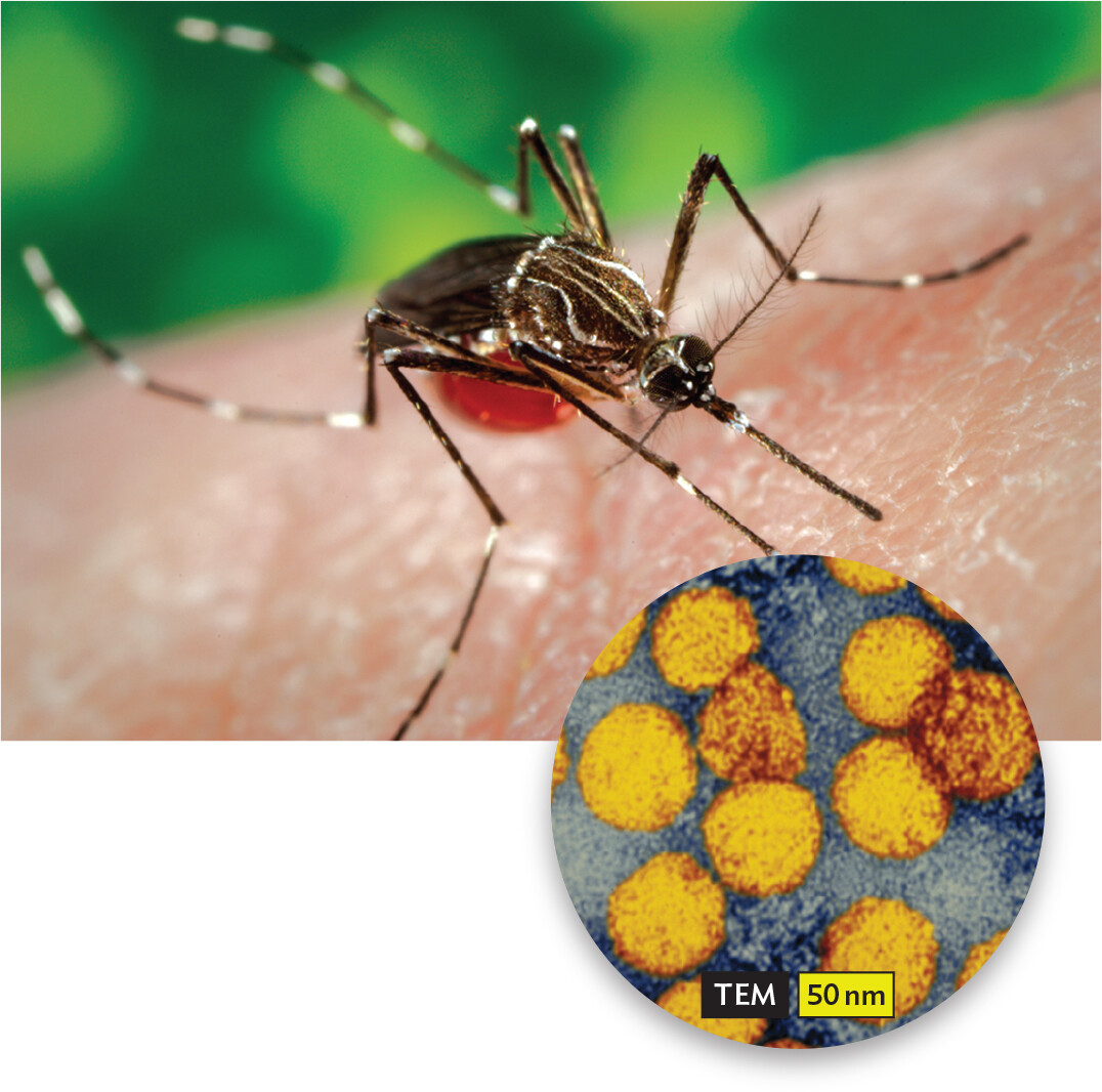 A photo of a mosquito sucking blood and a transmission electron micrograph of a flavivirus.