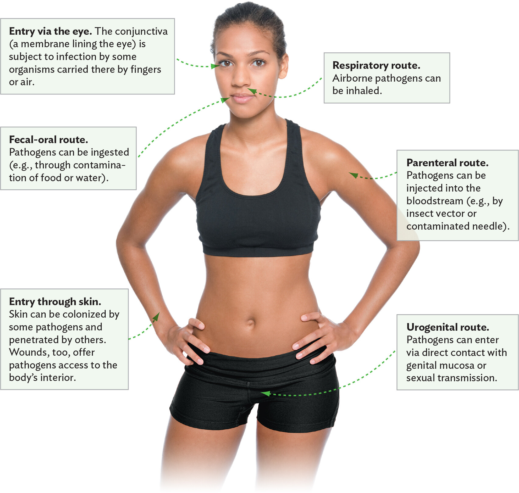 A diagram explaining the different portals of entry or modes of transmission of a pathogen.