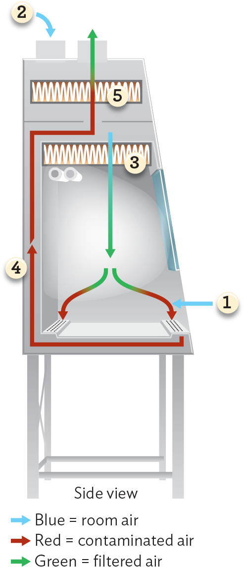 A diagram of airflow through a biological safety cabinet.