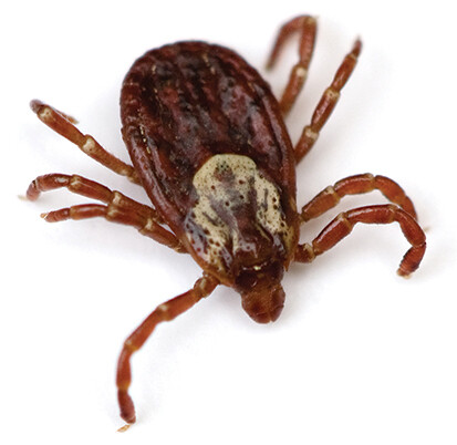 An enlarged photo of a tick.