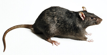 A photo of a rat.