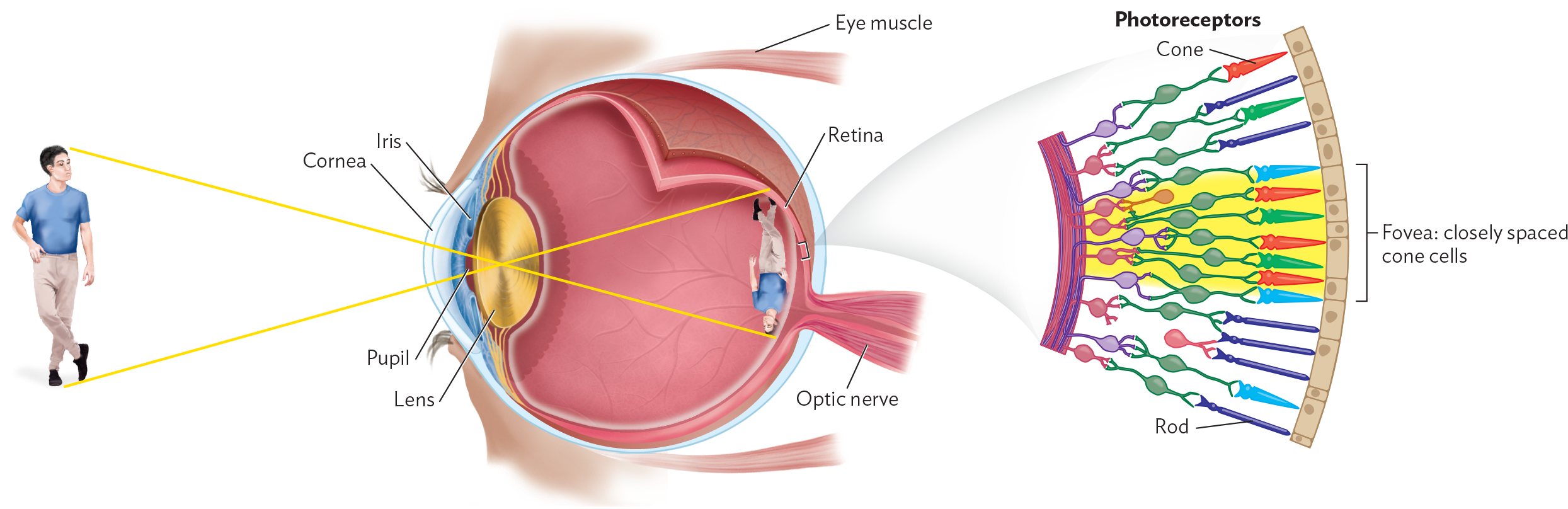 A diagram explaining how structures in the human eye produce vision.
