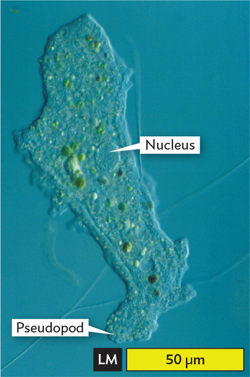 A light micrograph of Amoeba proteus.