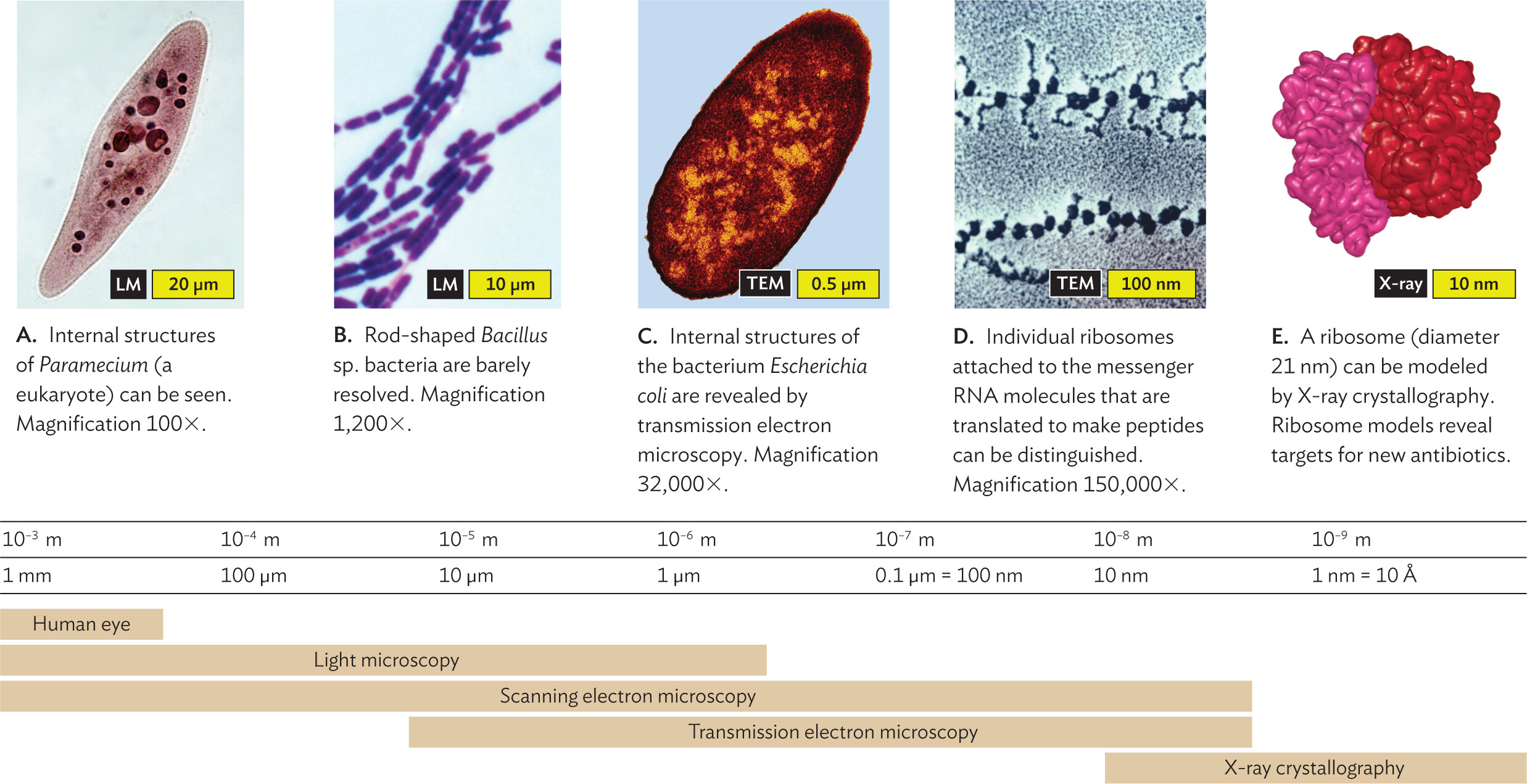 A series of micrographs arranged along a scale of microscopic image resolution.