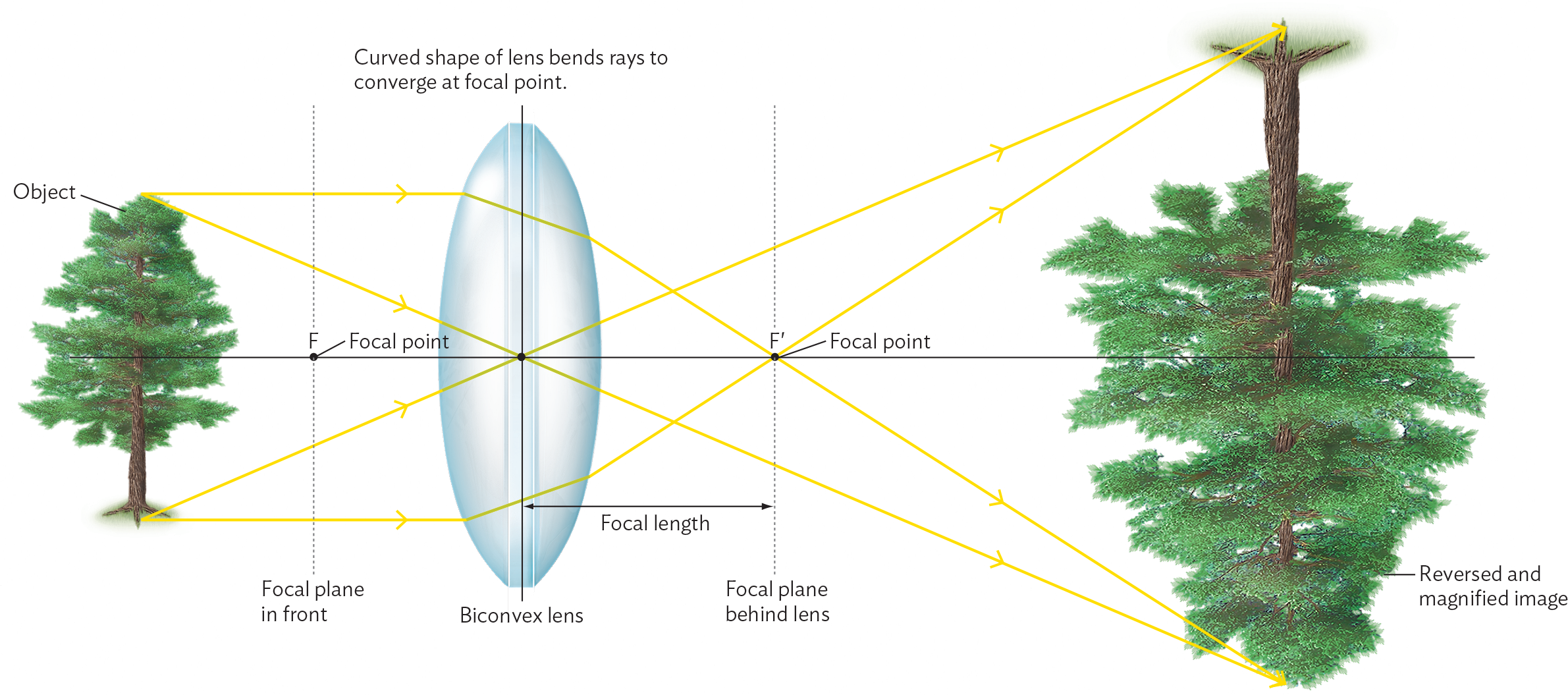 A diagram explaining how an image is generated with a lens.