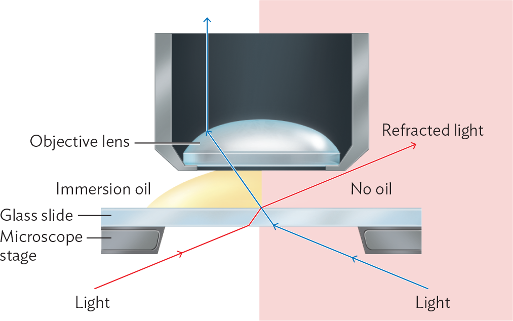A diagram explaining the function of immersion oil in microscopy.