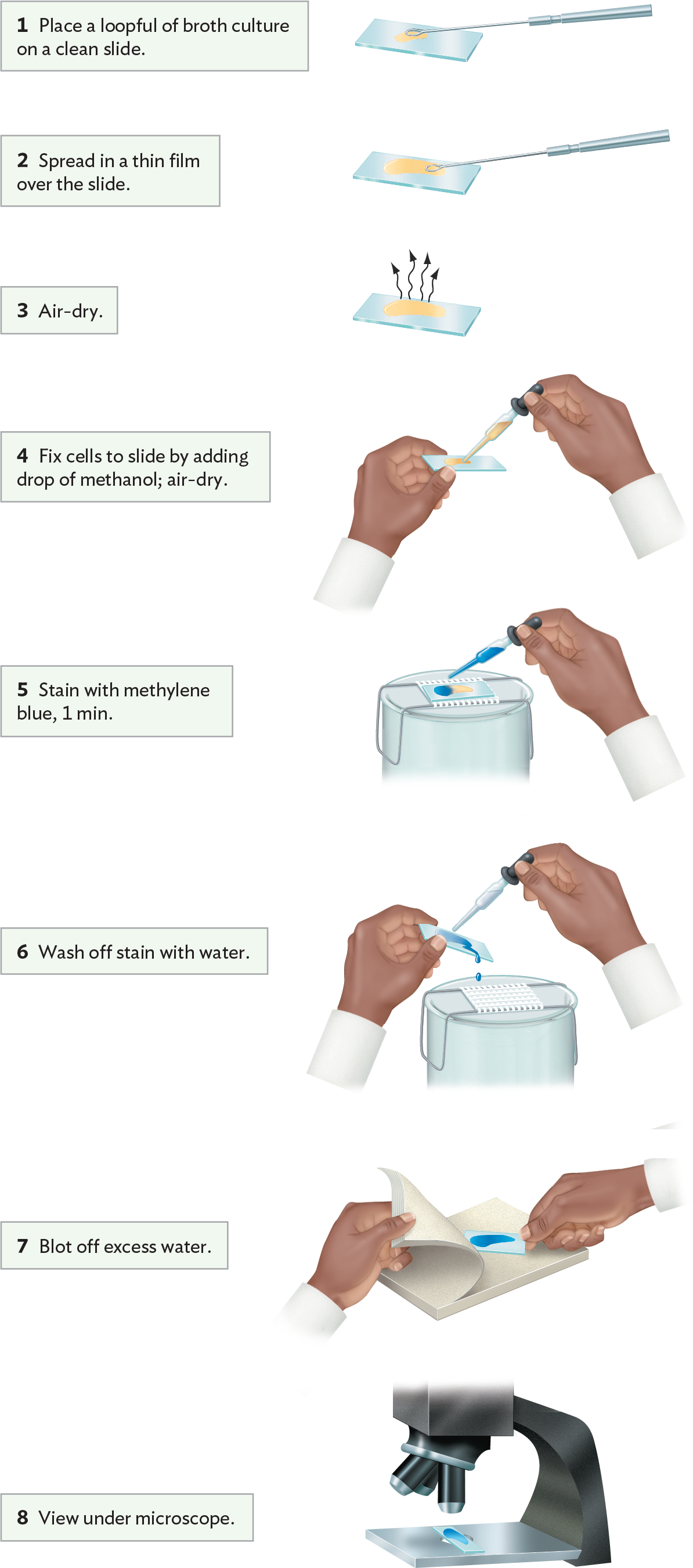 A diagram explaining a procedure for simple staining with methylene blue.