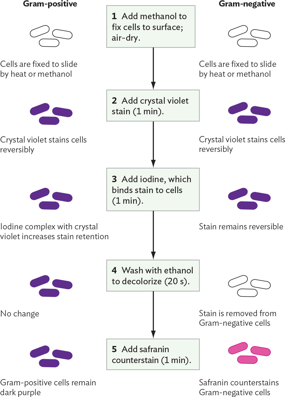 A diagram explaining the Gram staining procedure and differential stain uptake by Gram positive or Gram negative cells.