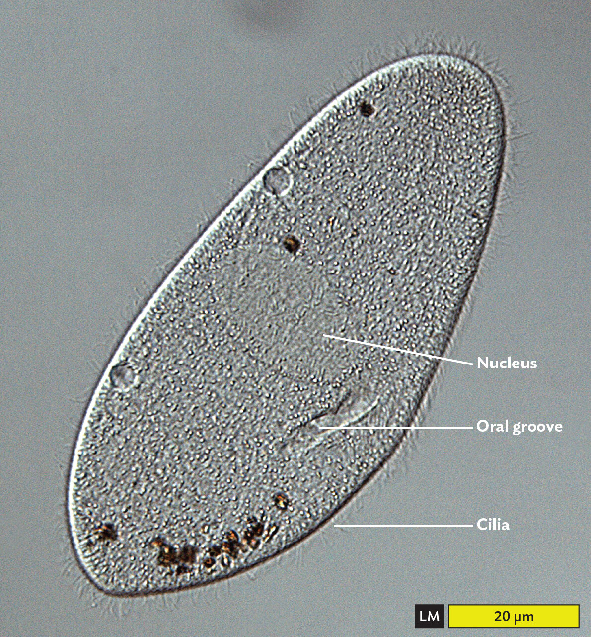 A phase contrast micrograph of a paramecium.