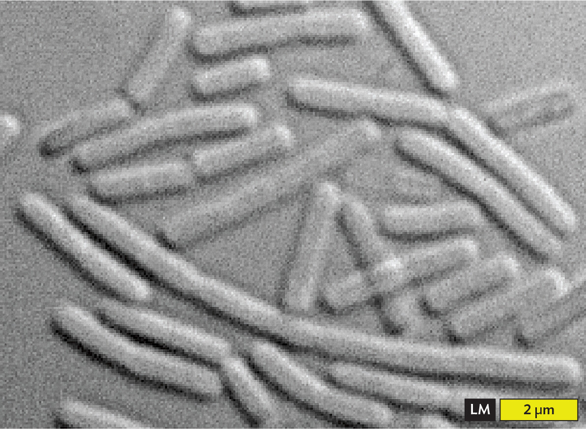 An interference micrograph of Bacillus subtilis.