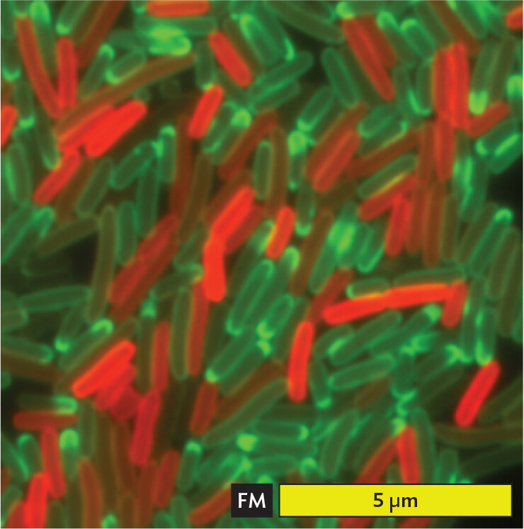 A fluorescence micrograph of E coli K 12 cells.