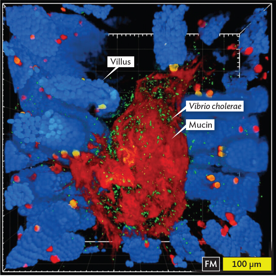 A fluorescence micrograph of mouse intestinal tissue.