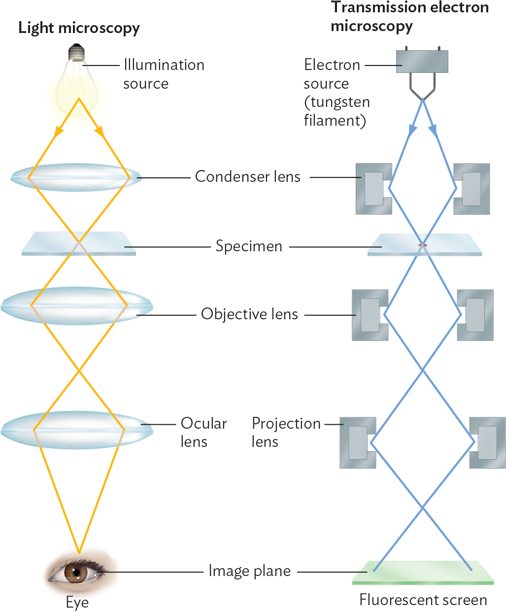 A diagram comparing light microscopy and transmission electron microscopy.