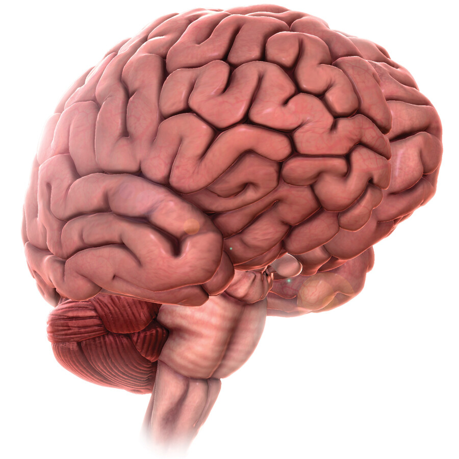 An illustration showing a lateral view of the complete human brain.