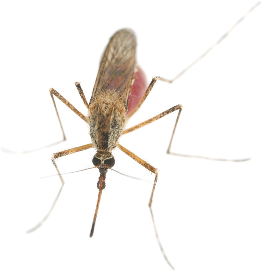 A photo of an Anopheles mosquito with its proboscis extended.