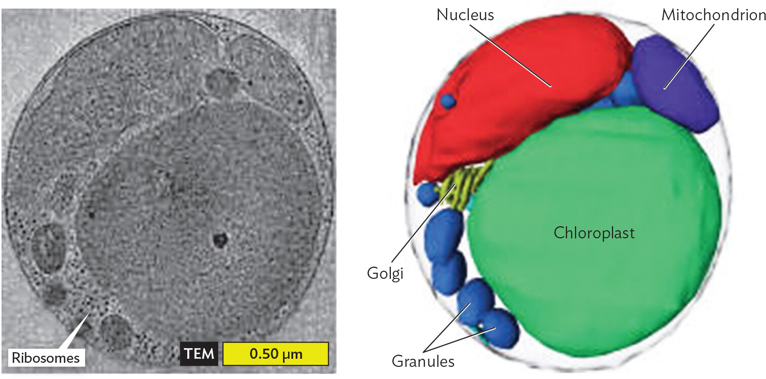 A micrograph and a 3 D tomograph of the eukaryote Ostreococcus Tauri and its organelles.