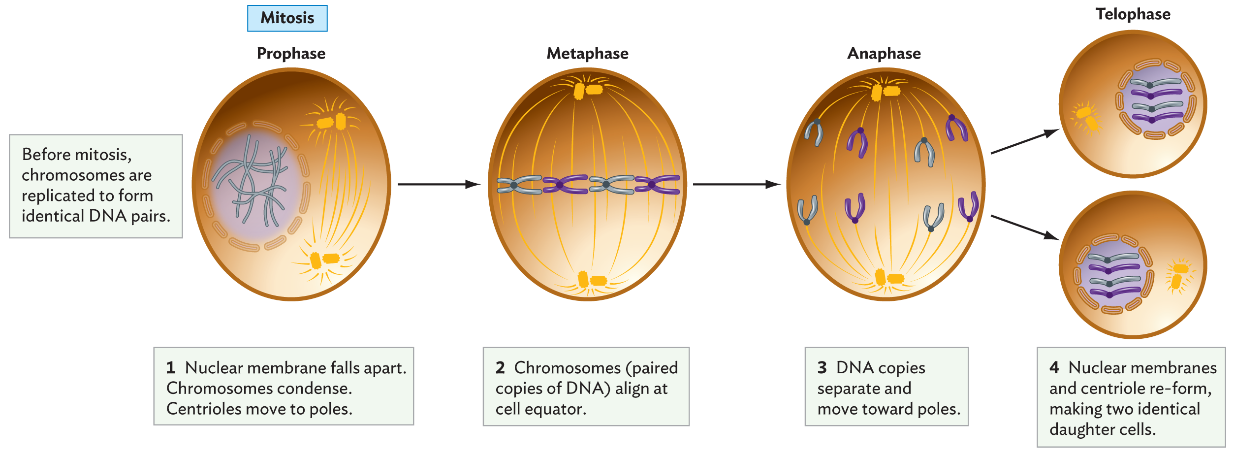 A diagram of mitosis.