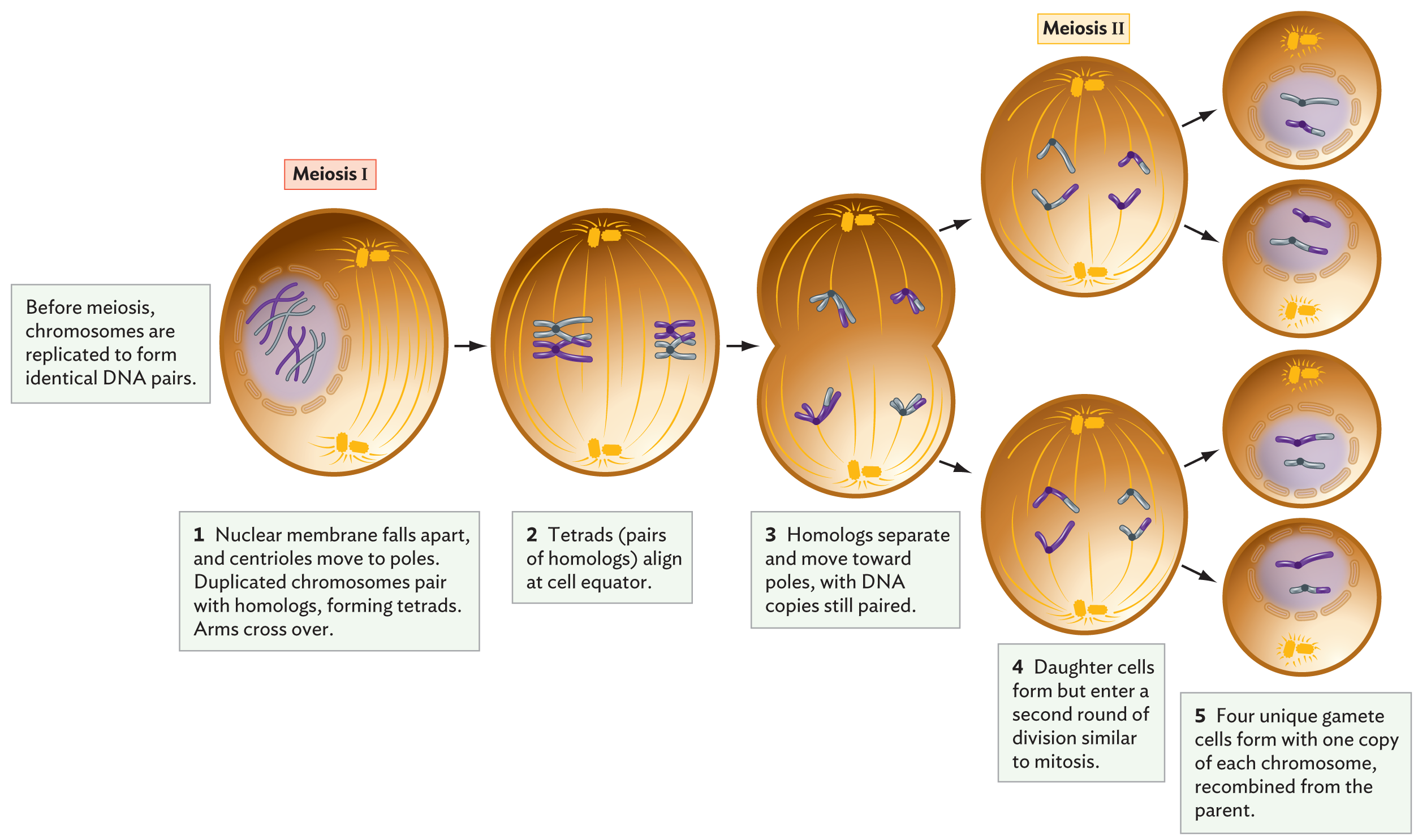 A diagram of meiosis.