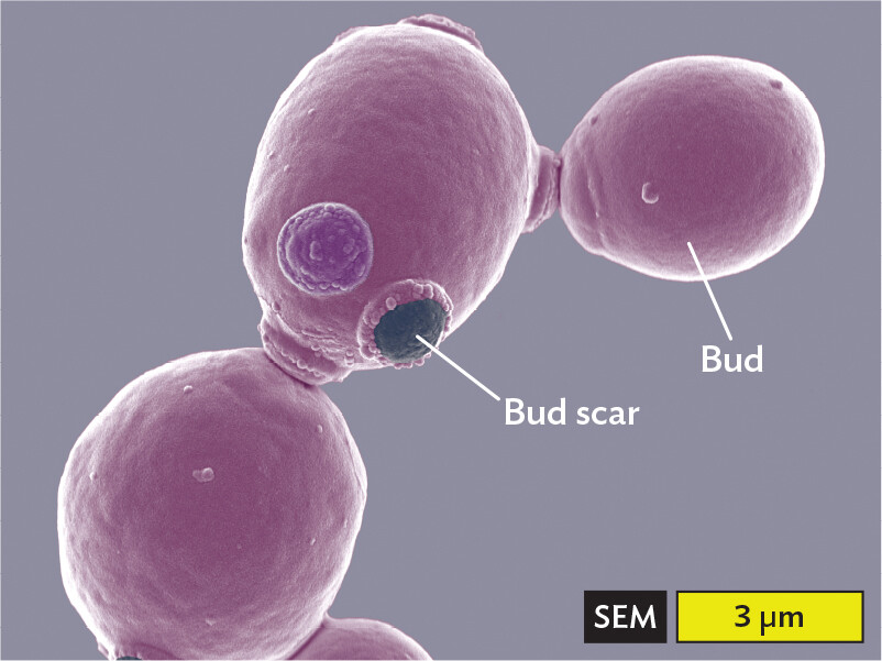 A scanning electron micrograph of the structure of Candida albicans, a unicellular fungus.