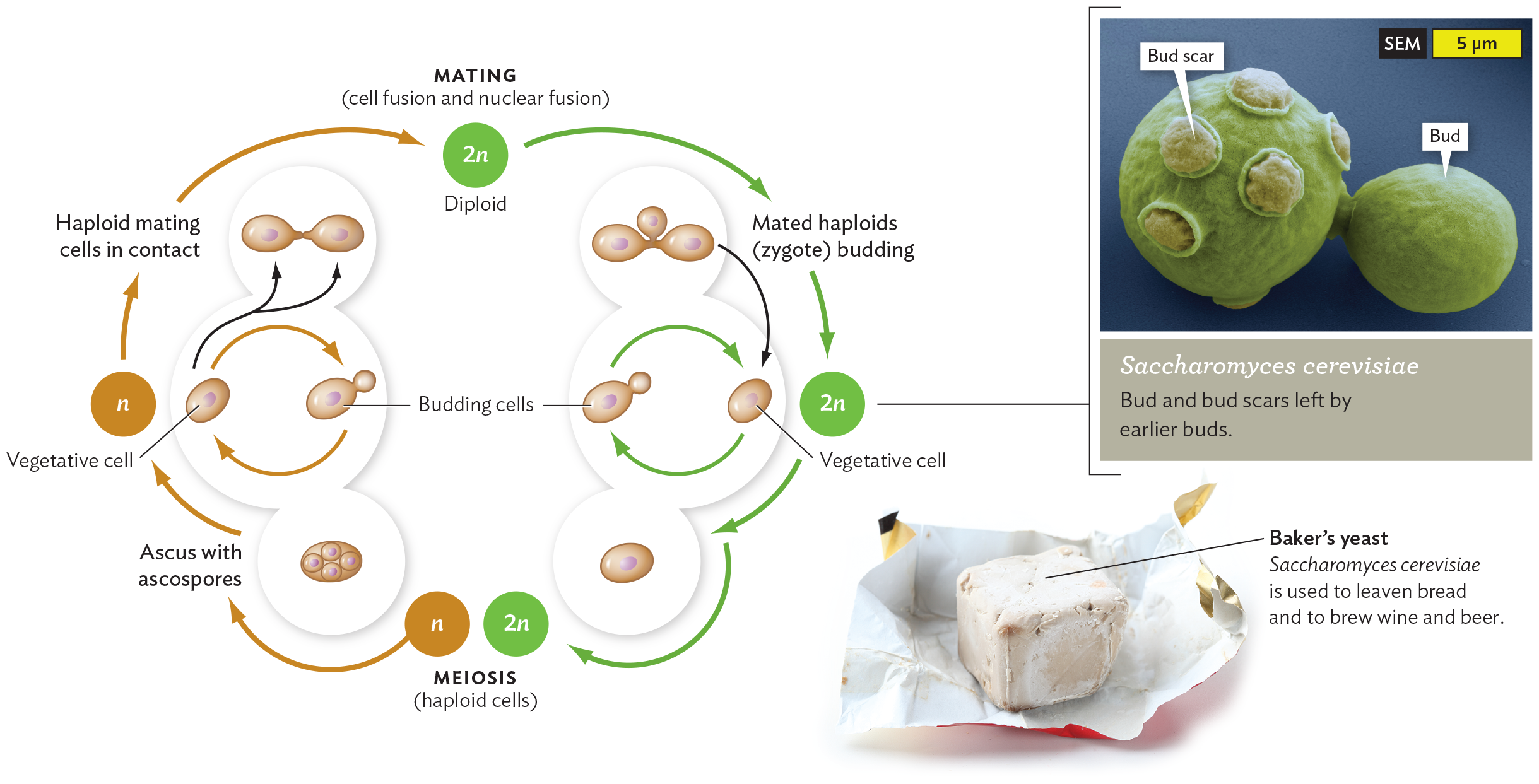 A diagram of the lifecycle of Saccharomyces cerevisiae, with an inset micrograph and photo.