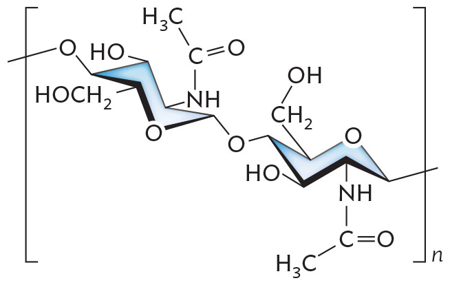 An illustration of the chemical structure of Chitin.