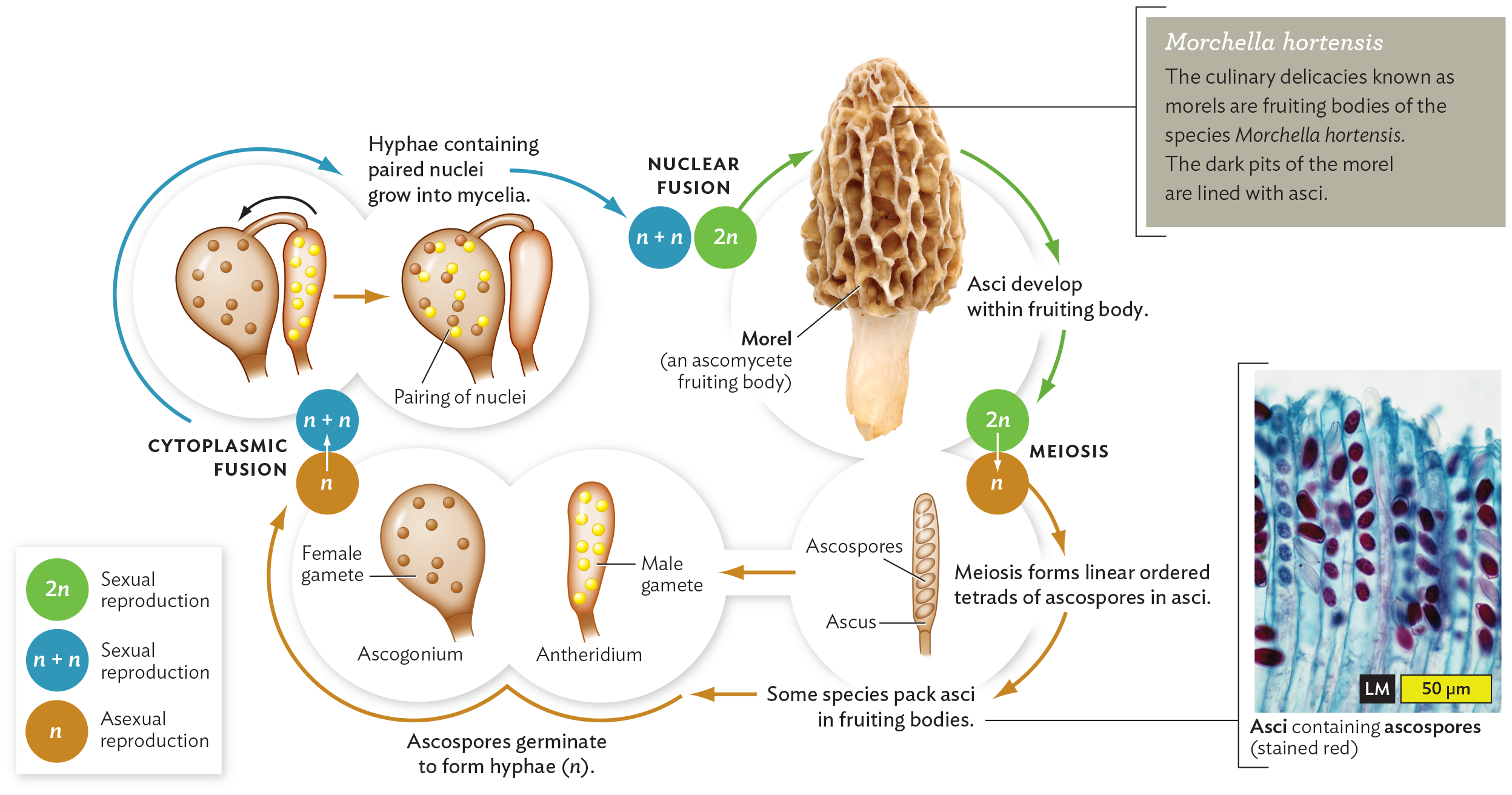 A diagram of the lifecycle of an ascomycete with an inset photo of a morel mushroom and a micrograph of asci.