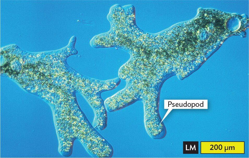 A light micrograph of Amoeba proteus.