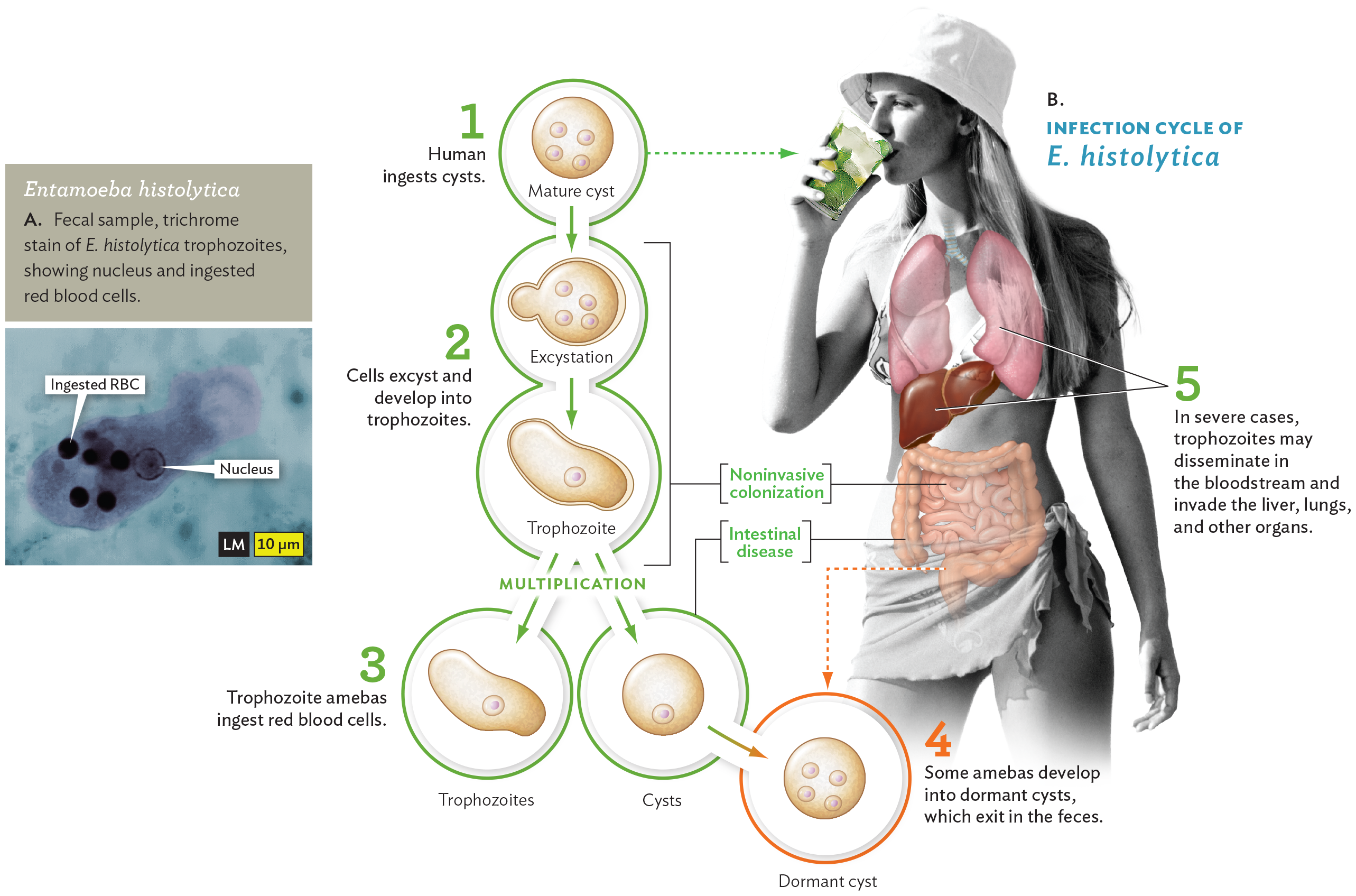 A light micrograph of Entamoeba histolytica and a diagram of the infection cycle of Entamoeba histolytica.