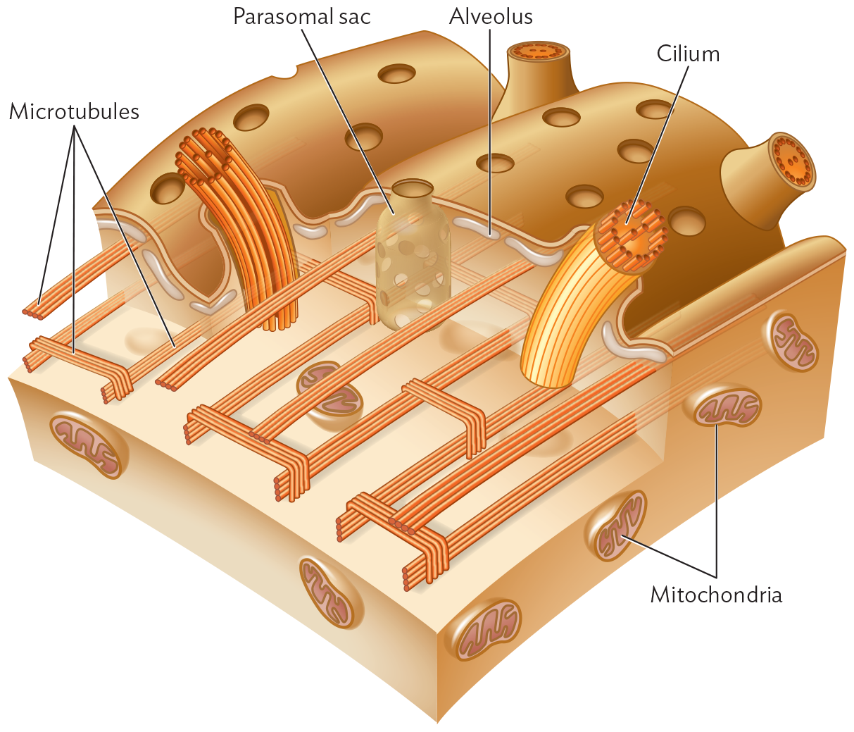 An illustration of the cortex of a ciliate.