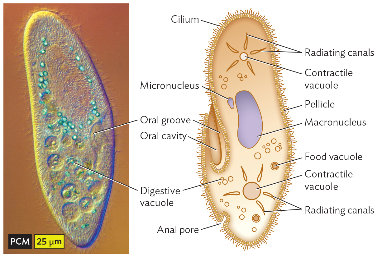 A phase contrast micrograph of a paramecium.
