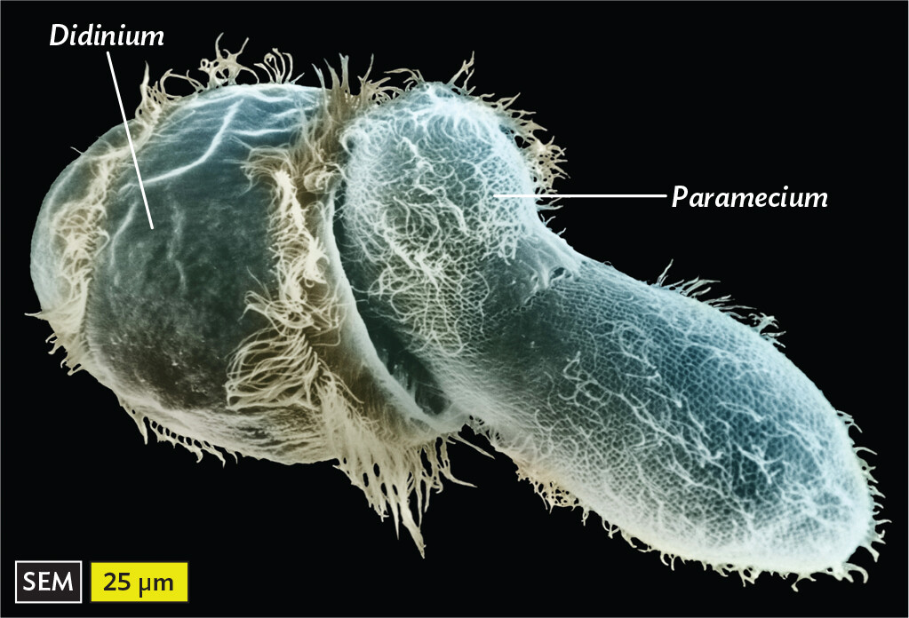 A scanning electron micrograph of the ciliate Didinium consuming a Paramecium.