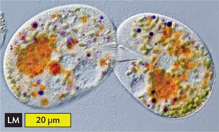 A light micrograph of the process of conjugation in a pair of Ciliates.
