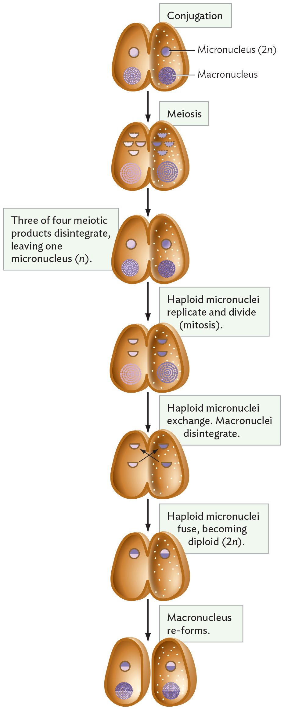 A diagram of the processes of conjugation, meiosis, and mitosis between a pair of paramecia.