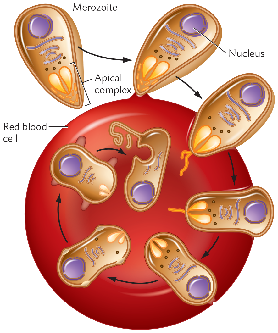 A diagram of the merozoite form of Plasmodium falciparum invading a Red Blood cell.