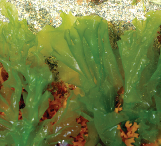 A photo of calcified stalks of Cymopolia.