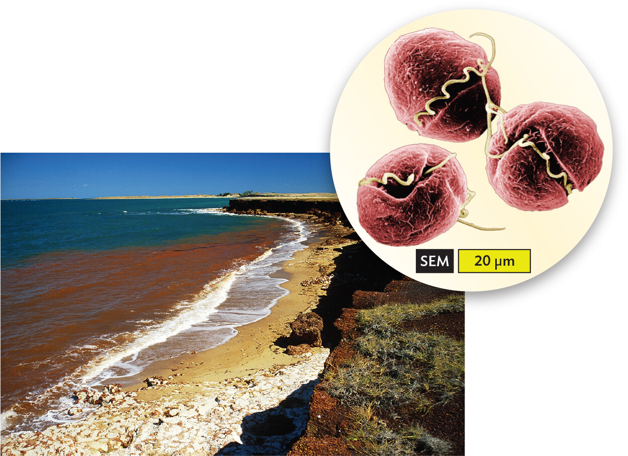 A scanning electron micrograph of Karenia dinoflagellates and a photo of a sandy beach with red tide.