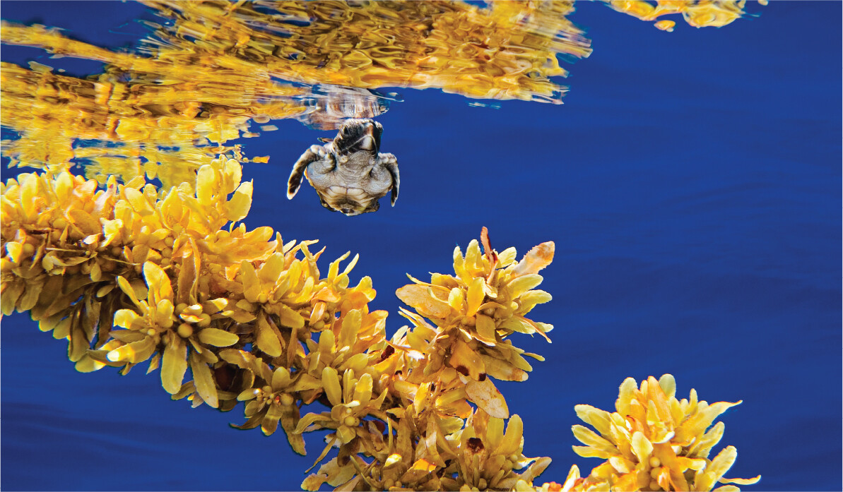 A photo of Sargassum natans in the Sargasso sea.
