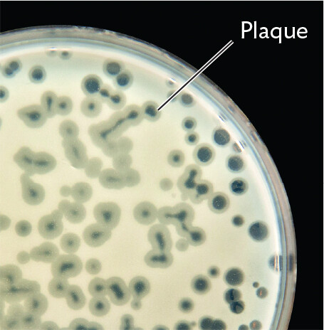 A photo of plaques of lysed cells within a lawn of bacteria on an agar plate.