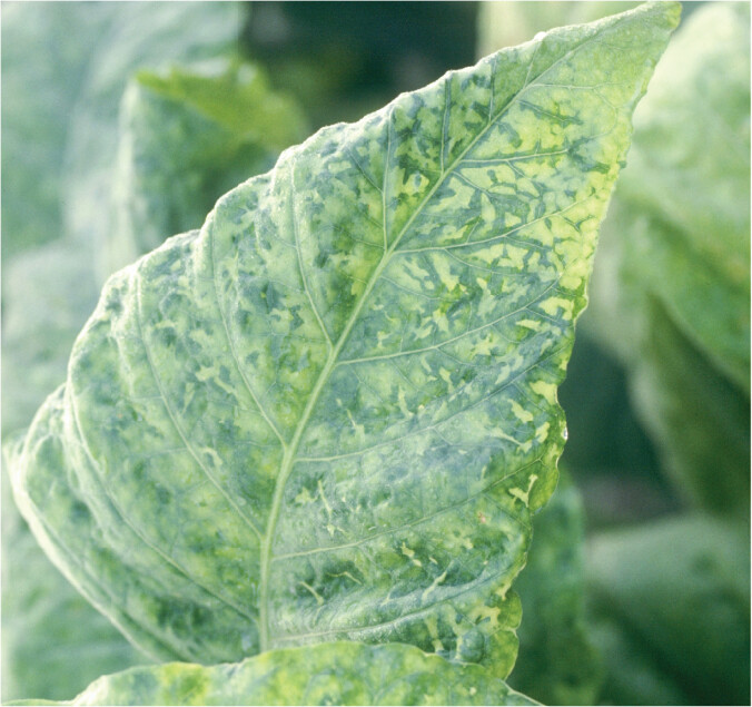 A photo of a tomato leaf infected by tobacco mosaic virus.